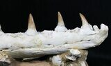 Beautifully Prepared Mosasaur Jaw Section #31589-3